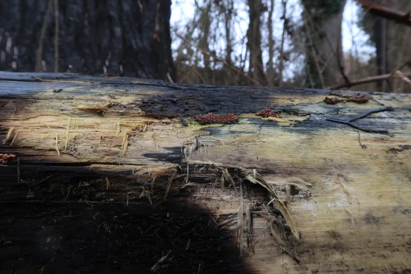 Arcyria affinis 1 - IMG_5317